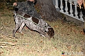 VBS_6447 - Inaugurazione Stagione 2022-23 Simulazione Ricerca Tartufo
